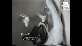 Cat cools down with water cooler