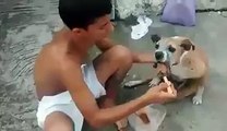 Boy feeds his handicapped dog