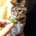 Cat steals broccoli from his friend