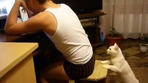 Кошачий способ отогнать от компьютера