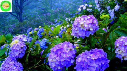 Top 10 Most Deadly Plants on The Earth