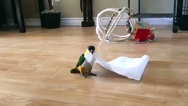 Kağıt Havluyu Arkadaş Belleyip Küçük Şeylerden Mutlu Olabilen Kuş