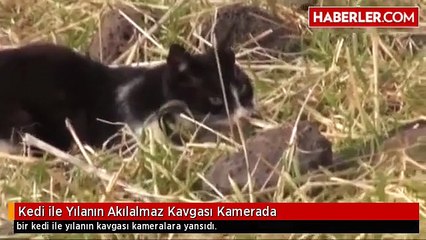 Kedi ile Yılanın Akılalmaz Kavgası Kamerada
