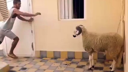 Koçum Benim Dedikleri Bu Olsa Gerek..