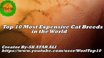 Top 10 Most Expensive Cat Breeds in the World