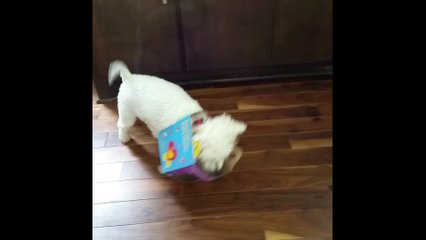 Dog Stuck in McDonalds Happy Meal Box