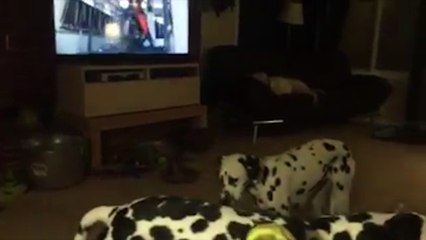Dalmatian Falls Asleep Standing Up