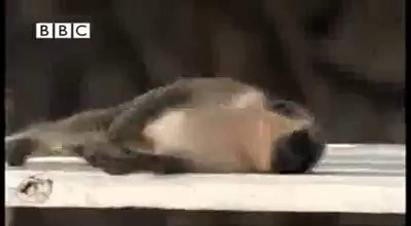 Funny Monkey