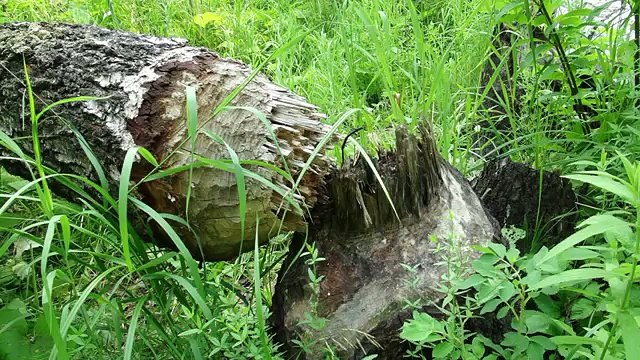 Beautiful nature #2 Красивая природа