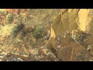 Gold Tip's Name The Game - Mule Deer Part 2