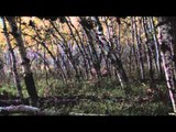 Canadian Whitetail Television - A Giant Life Part 1