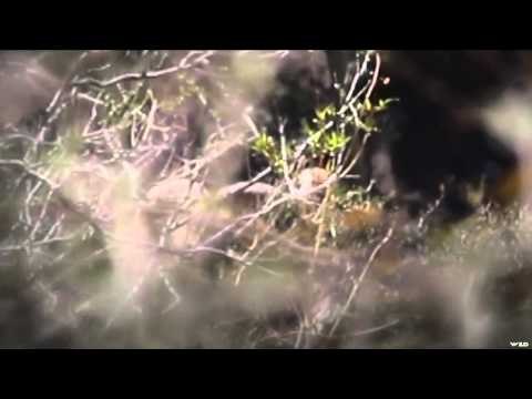 Where in the World is Colorado Buck? - Mexico Sonora Desert Sheep Hunt