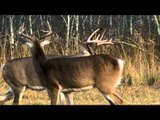 Canadian Whitetail Television - When Darkness Falls