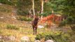 Primos - The Truth About Hunting - Elk at Cielo Vista Ranch in Southern Colorado
