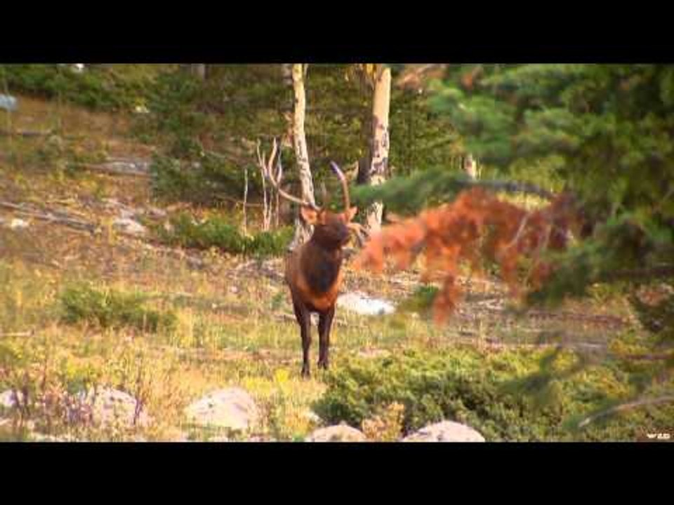 Primos - The Truth About Hunting - Elk at Cielo Vista Ranch in Southern Colorado