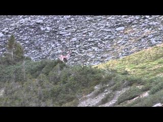 Live 2 Hunt: Epic Yukon Mountain Goat & Caribou Adventure 🏞️