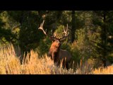 Primos - The Truth About Hunting - Elk in Montana