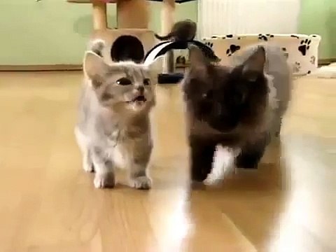 Маленький котенок маму потерял