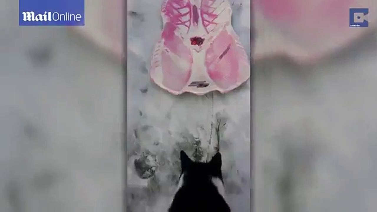 Cat loves sledding so much it pushes itself down the slope