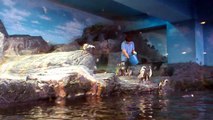 Penguin feed show - siam ocean world bangkok, thailand