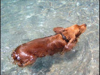 Кокер спаниель купается. Собака на море