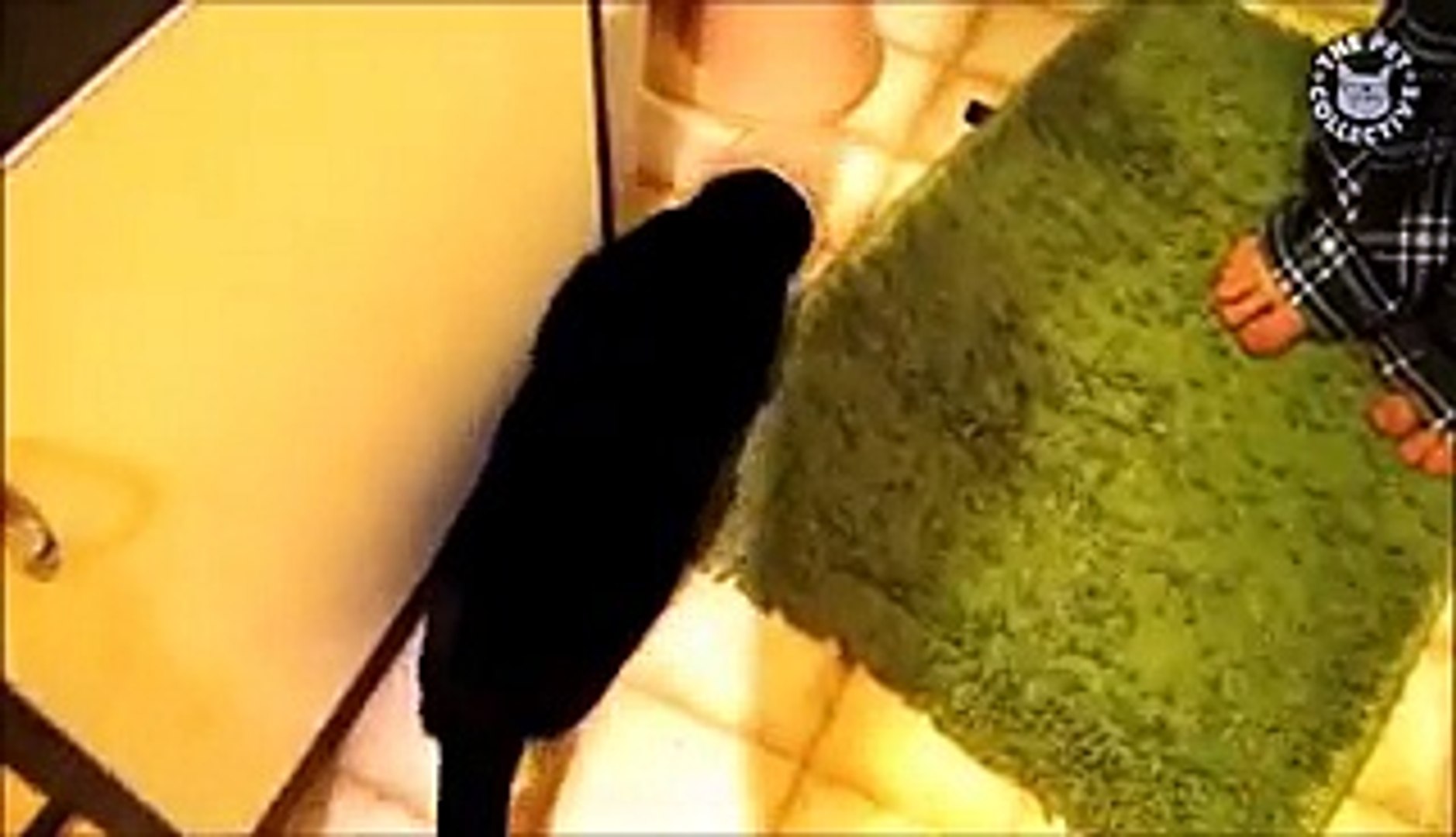 ⁣Animals Being Weirdos || Biggest Weirdo Pets