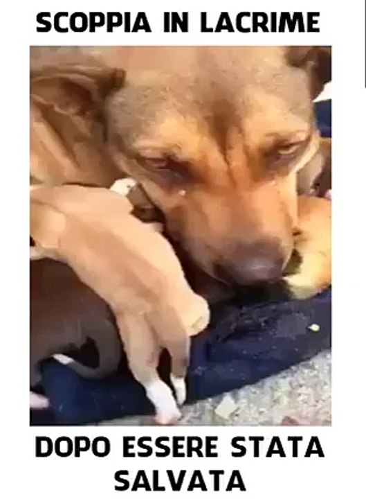 SCOPPIA IN LACRIME DOPO ESSERE STATA SALVATA