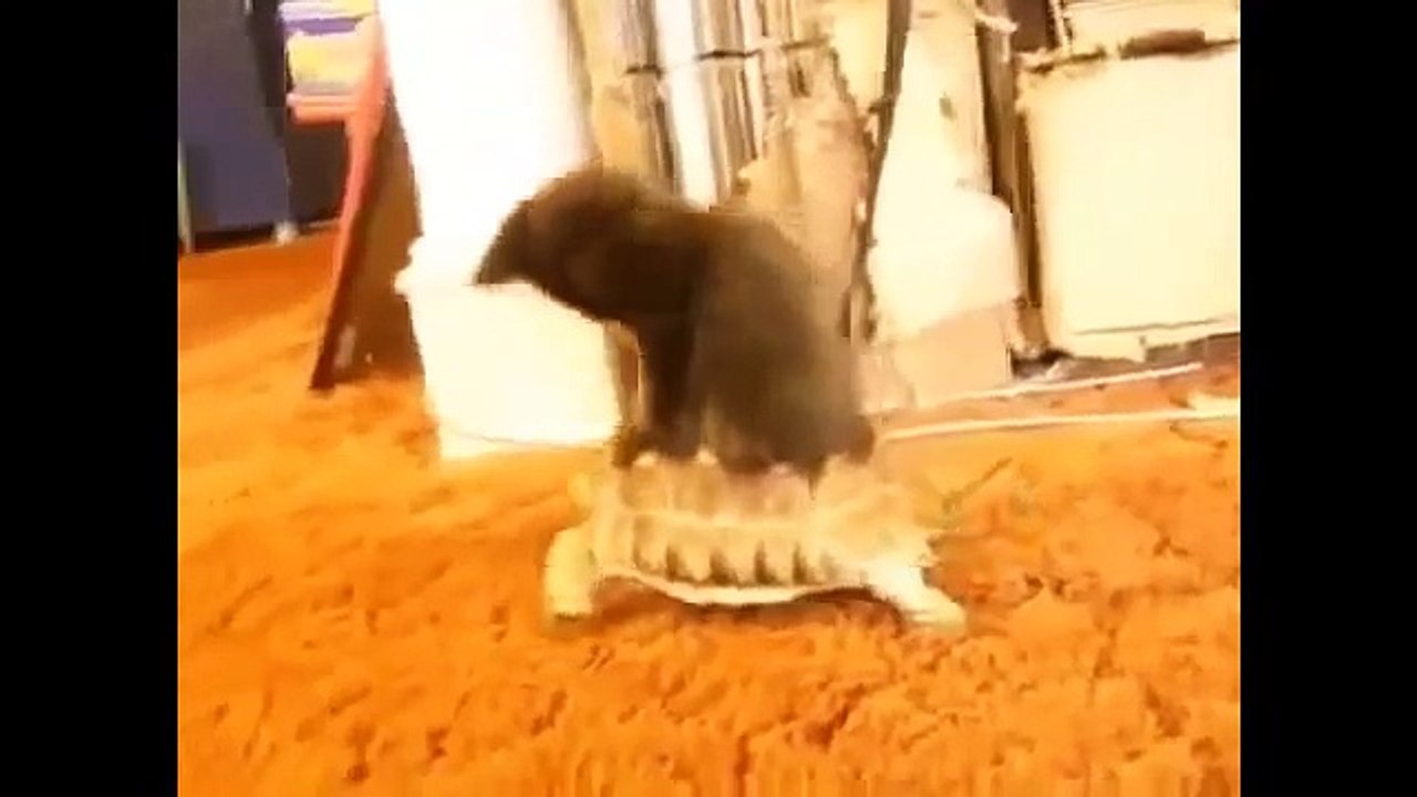 Funny Cats 2015 - 2016