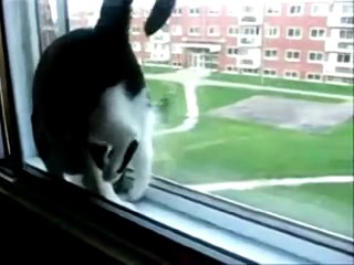 SUPER FUNNY CATS VIDEO COMPILATION