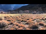 SportingDog Adventures - Sagebrush Upland