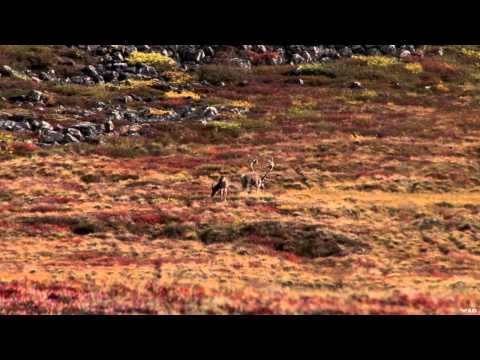 Extreme Outer Limits TV - Long Range Nunavut Caribou part 2