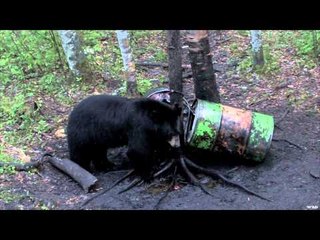 Hardcore Pursuit - Spring Bruins in Manitoba