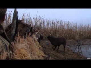SportingDog Adventures - Generations
