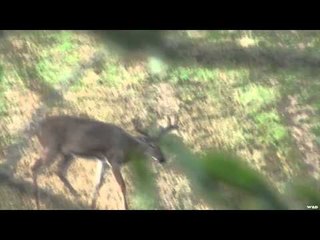 Hardcore Pursuit - Velvet Whitetails