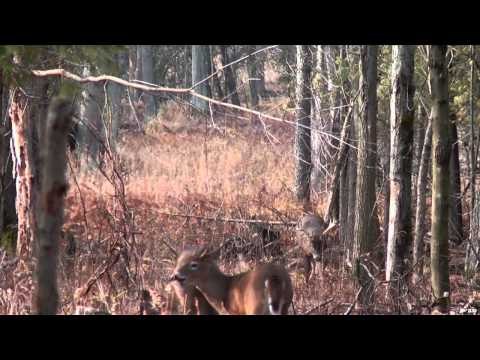A-Way Outdoors - Midwest Whitetails
