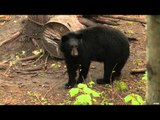 The EDGE - Manitoba Black Bears