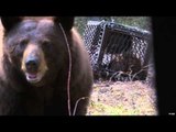 Silent Draw Outdoors - Saskatchewan Bears Part 1