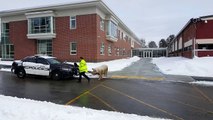 Pig goes hog wild at Pelham, New Hampshire, voting location