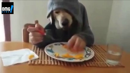 OMG dog that eats like a man - funny video - OMG VIDEO