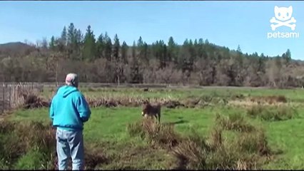 Angry goose goes on attack