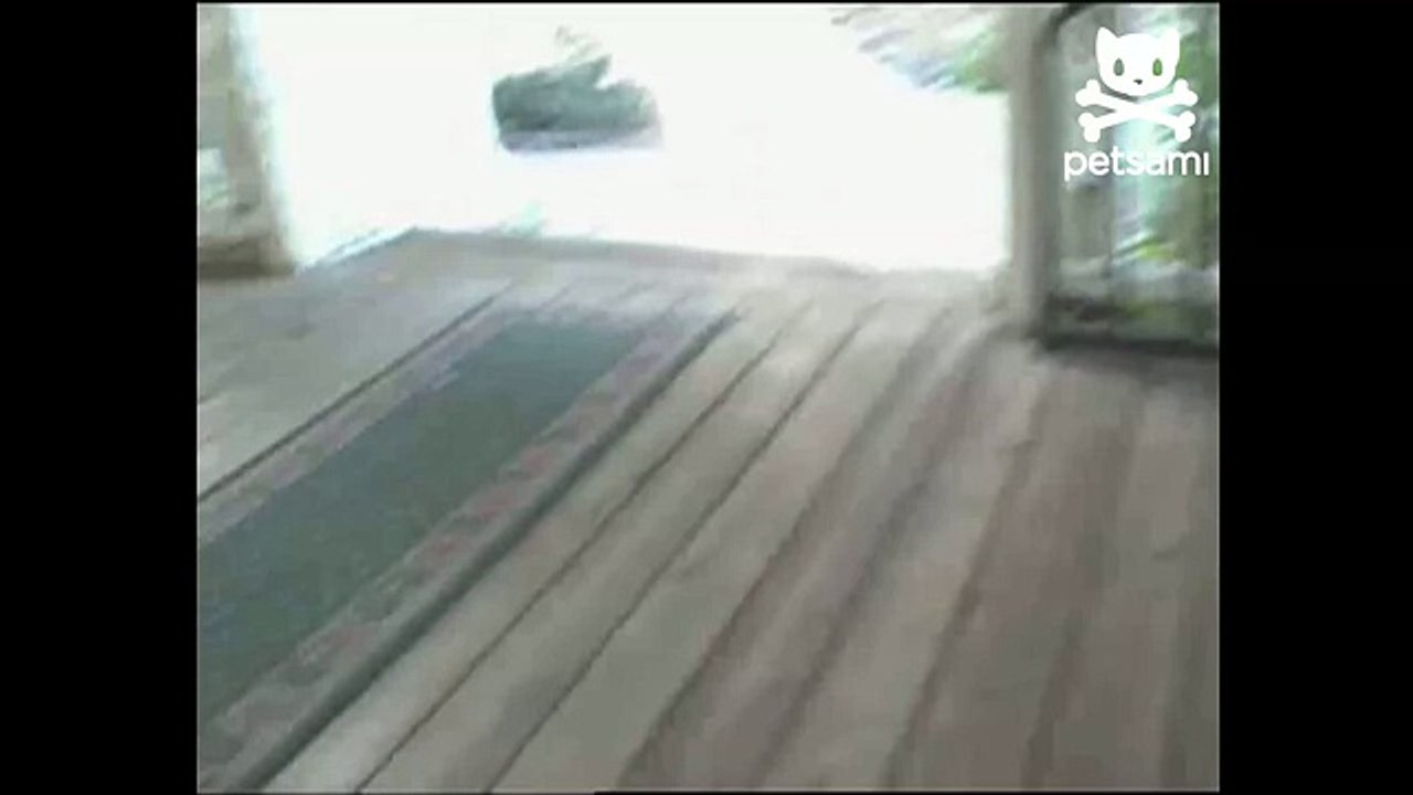 Barking bird makes a good watchdog