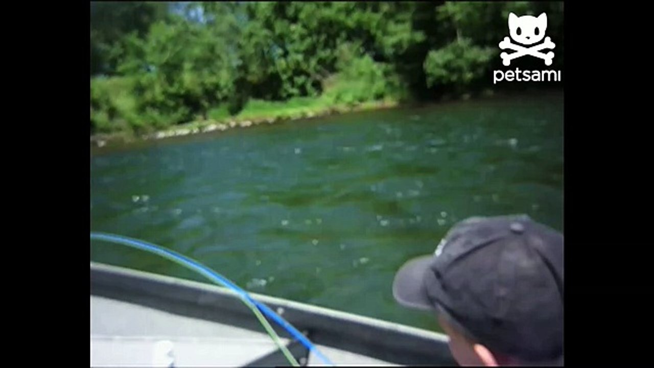 Bird thief steals catch of the day
