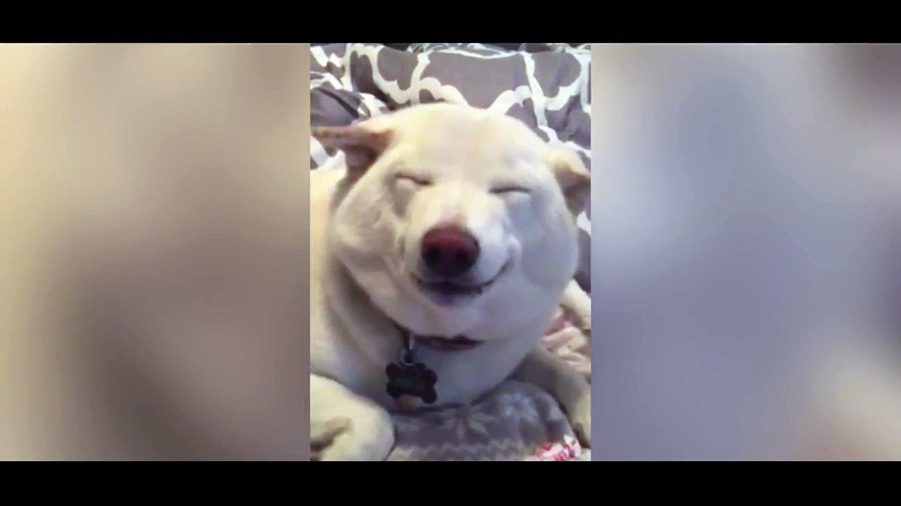 Un chien souriant