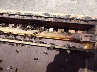 Ouverture d'une ruche.  فتح خلية نحل