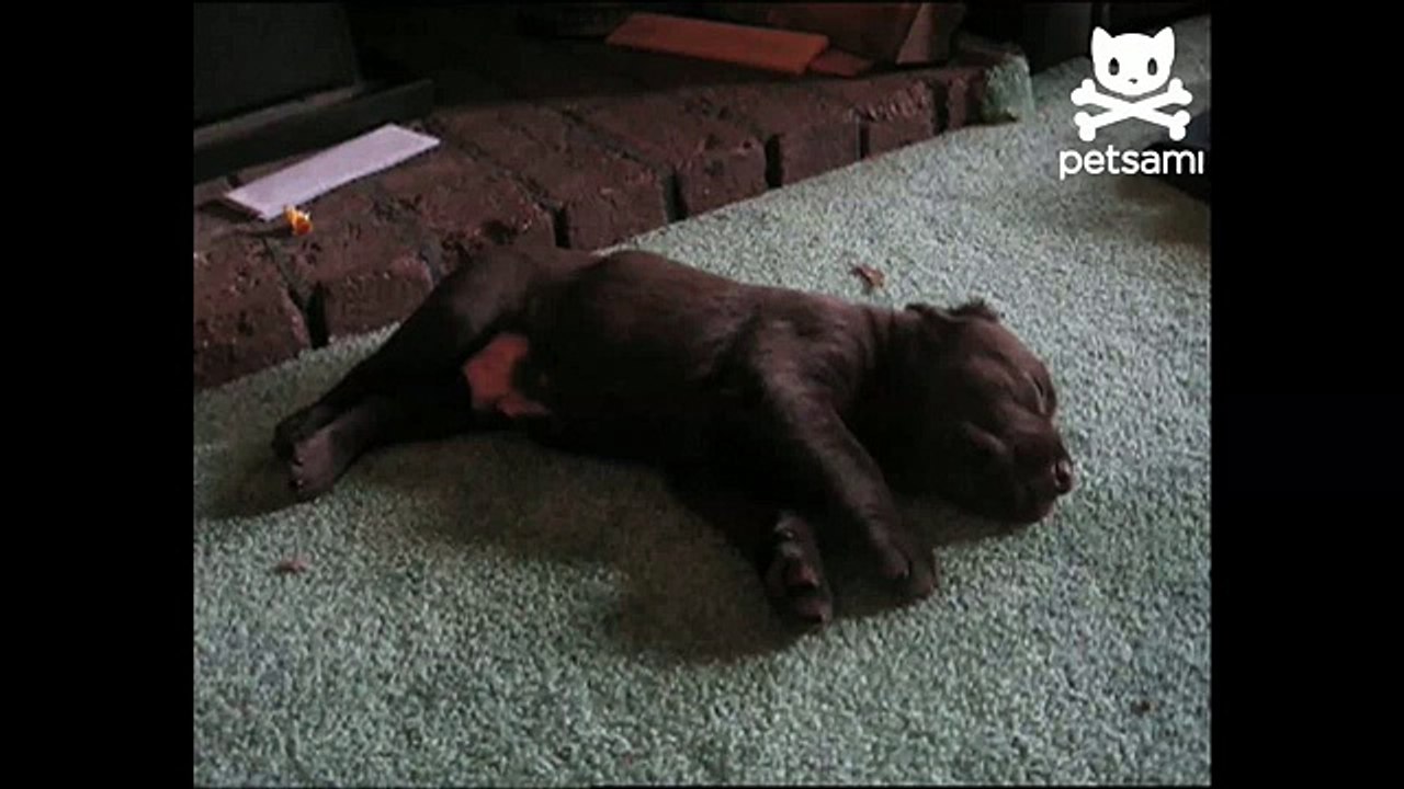 Dreaming dog runs for his life