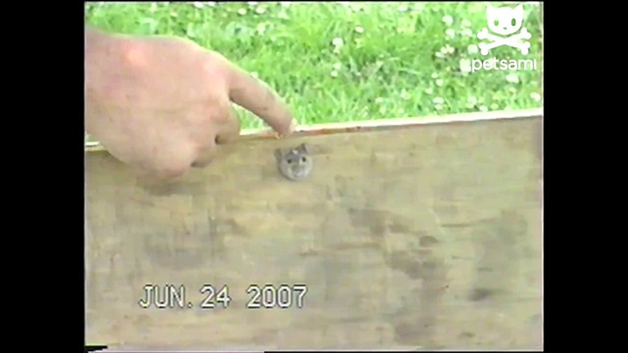 Heroic mouse rescue