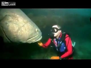 سمكة كبيرة كادت  أن تلتهم العضو  الذكري للغطاس