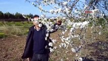 Mersin'deki Badem Ağaçları Çiçek Açtı