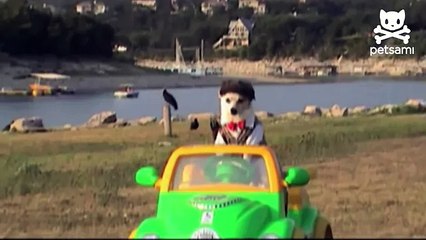 Incredible golfing dog hits the links