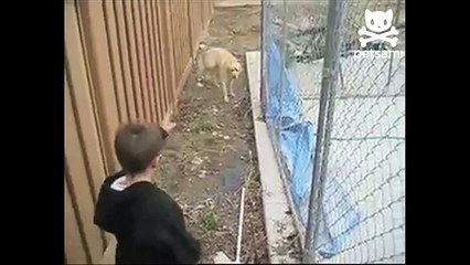 Kid risks life retrieving ball from scary dog